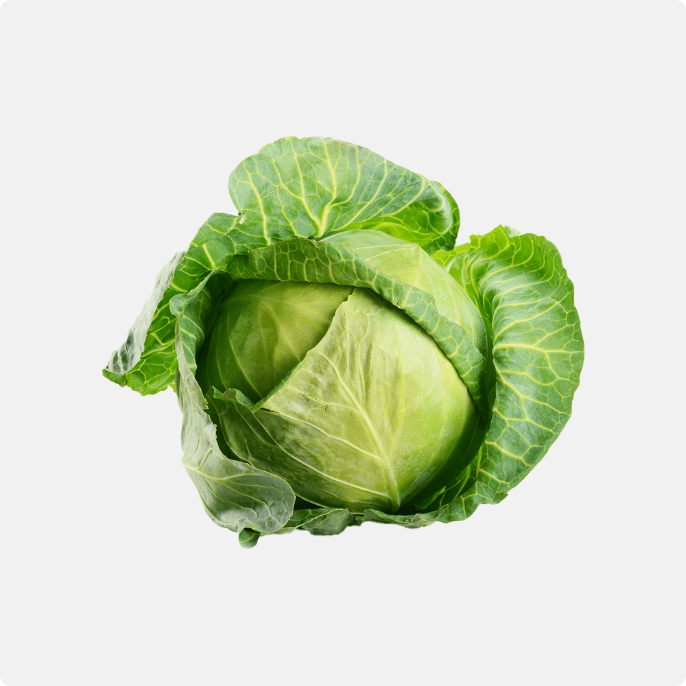 green cabbage organic